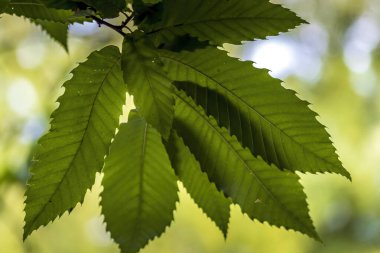 Yazın güneşli bir günde Frankfurt 'ta halka açık bir parkta güzel yeşil yapraklar..