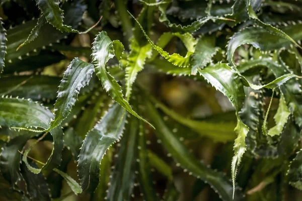 Bellissime Foglie Verdi Parco Pubblico Francoforte Assia Una Giornata Sole — Foto Stock