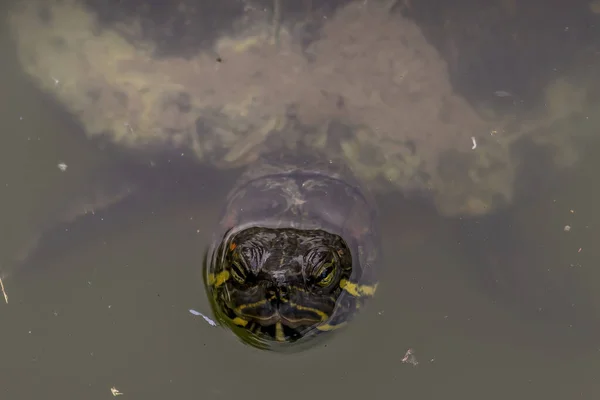 Yazın Güneşli Bir Günde Gölette Yüzen Bir Kaplumbağa — Stok fotoğraf
