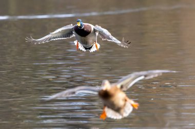 Bir yaban ördeği çifti, soğuk bir kış günü, Almanya 'nın Frankfurt şehrinden çok da uzak olmayan Jacobiweiher adlı küçük bir gölete iniyor..