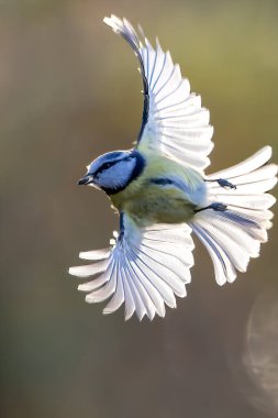 Blue tit at a feeding place at a pond in a natural reserve in Hesse Germany. Looking for food in winter time.