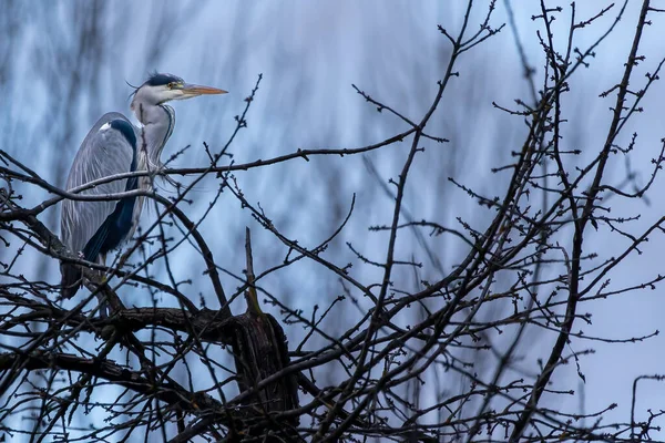 Airone Grigio Comune Piccolo Stagno Chiamato Jacobiweiher Vicino Francoforte Assia — Foto Stock