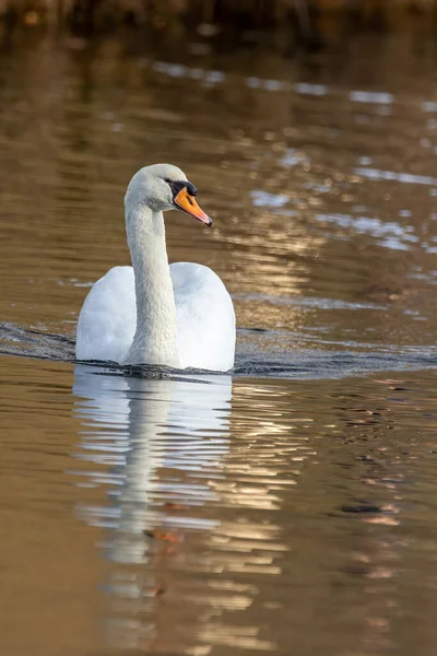 Красивый Белый Лебедь Маленьком Озере Недалеко Франкфурта Холодный Зимний День — стоковое фото