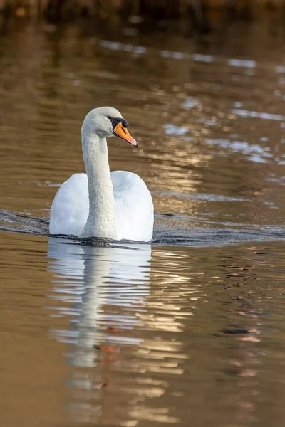 Een Mooie Witte Zwaan Aan Een Meertje Niet Ver Van — Stockfoto