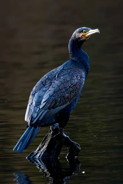 Grande Cormorano Nero Seduto Albero Uno Stagno Chiamato Jacobiweiher Accanto — Foto Stock