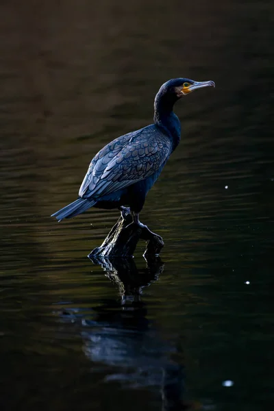 Großer Schwarzkormoran Sitzt Einem Sonnigen Winterabend Auf Einem Baum Jacobiweiher — Stockfoto