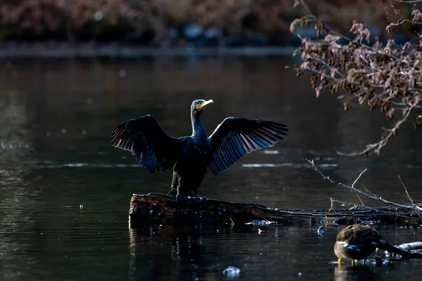 Grande Cormorano Nero Seduto Albero Uno Stagno Chiamato Jacobiweiher Accanto — Foto Stock