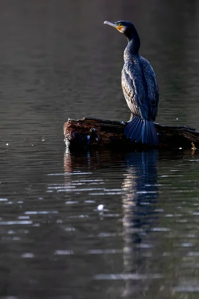 Grande Corvo Marinho Preto Sentado Uma Árvore Lago Chamado Jacobiweiher — Fotografia de Stock