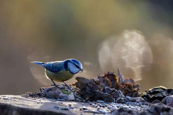 Blue Tit Feeding Place Pond Natural Reserve Hesse Germany Looking — Stock Photo, Image