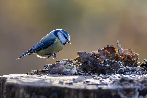 Blue Tit Feeding Place Pond Natural Reserve Hesse Germany Looking — Stock Photo, Image