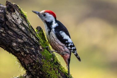 Mnchbruch Gölü 'ndeki küçük bir ormanda ağaçkakan kışın güneşli bir günde bir ağacın dalında yiyecek arıyor. Güneşin ağaçların arasından parlamasıyla oluşan güzel, bulanık bokeh..
