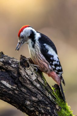 Mnchbruch Gölü 'ndeki küçük bir ormanda ağaçkakan kışın güneşli bir günde bir ağacın dalında yiyecek arıyor. Güneşin ağaçların arasından parlamasıyla oluşan güzel, bulanık bokeh..