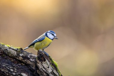 Blue tit at a feeding place at the Mnchbruch pond in a natural reserve in Hesse Germany. Looking for food in winter time.