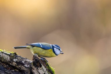 Blue tit at a feeding place at the Mnchbruch pond in a natural reserve in Hesse Germany. Looking for food in winter time.
