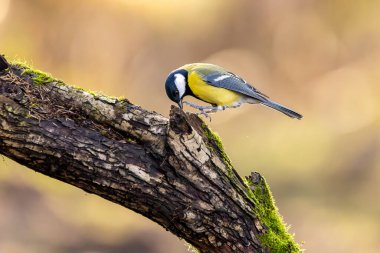 A coal tit song bird in a little forest next to the Mnchbruch pond looking for food.