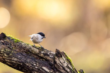 A marsh tit song bird in a little forest next to the Mnchbruch pond looking for food.