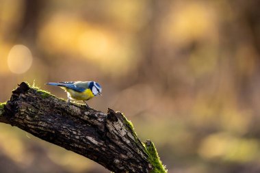 Blue tit at a feeding place at the Mnchbruch pond in a natural reserve in Hesse Germany. Looking for food in winter time.