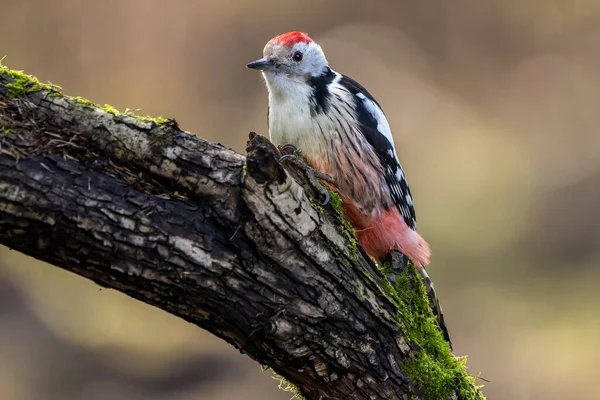Pájaro Carpintero Punto Medio Pequeño Bosque Estanque Mnchbruch Buscando Comida —  Fotos de Stock