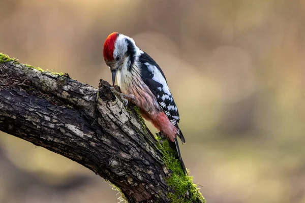 Ein Mittelspecht Einem Kleinen Wald Mnchbruch Teich Auf Der Suche — Stockfoto