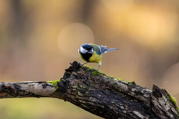 Coal Tit Song Bird Little Forest Next Mnchbruch Pond Looking — Stockfoto