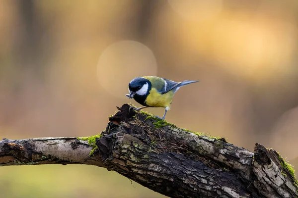 Coal Tit Song Bird Little Forest Next Mnchbruch Pond Looking — Stockfoto