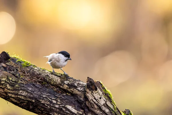 Marsh Tit Song Bird Little Forest Next Mnchbruch Pond Looking — Φωτογραφία Αρχείου