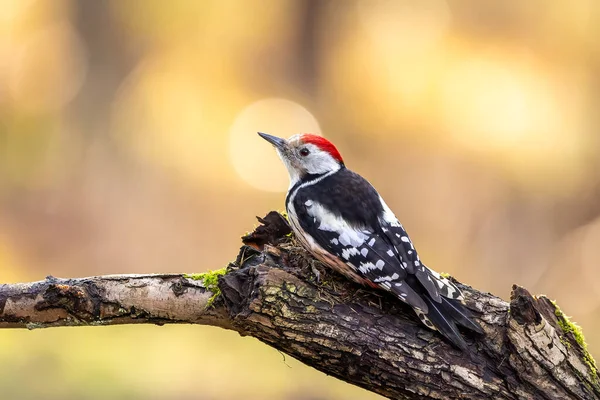 Middle Spotted Woodpecker Little Forest Mnchbruch Pond Looking Food Branch — 图库照片