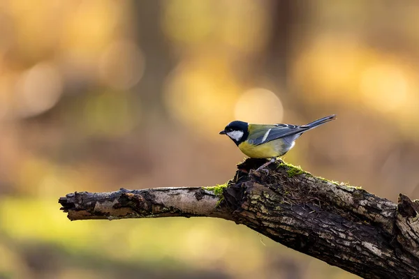 Coal Tit Song Bird Little Forest Next Mnchbruch Pond Looking — стокове фото