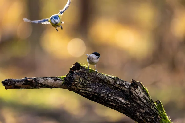 Blue Tit Feeding Place Mnchbruch Pond Natural Reserve Hesse Germany — ストック写真