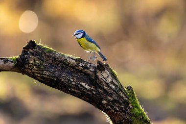 Blue tit at a feeding place at the Mnchbruch pond in a natural reserve in Hesse Germany. Looking for food in winter time.