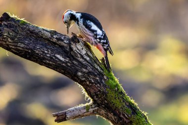 Mnchbruch Gölü 'ndeki küçük bir ormanda ağaçkakan kışın güneşli bir günde bir ağacın dalında yiyecek arıyor. Güneşin ağaçların arasından parlamasıyla oluşan güzel, bulanık bokeh..
