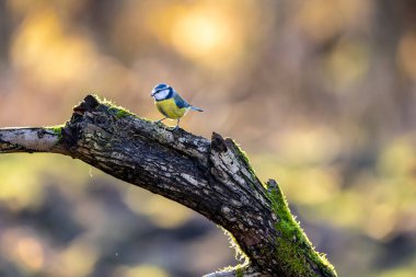 Blue tit at a feeding place at the Mnchbruch pond in a natural reserve in Hesse Germany. Looking for food in winter time.