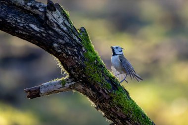 A crested tit song bird in a little forest next to the Mnchbruch pond looking for food.