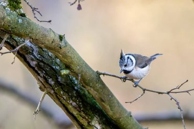 A crested tit song bird in a little forest next to the Mnchbruch pond looking for food.