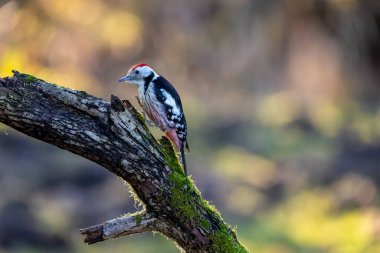 Mnchbruch Gölü 'ndeki küçük bir ormanda ağaçkakan kışın güneşli bir günde bir ağacın dalında yiyecek arıyor. Güneşin ağaçların arasından parlamasıyla oluşan güzel, bulanık bokeh..