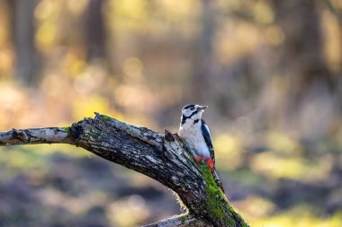 Mnchbruch göletindeki küçük bir ormanda ağaçkakan kışın güneşli bir günde ağacın dalında yiyecek arıyor. Güneşin ağaçların arasından parlamasıyla oluşan güzel, bulanık bokeh..
