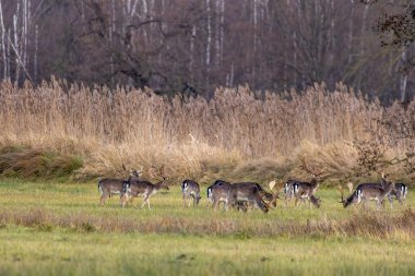 Bir grup nadasa geyik, Almanya 'nın Hesse kentindeki Mnchbruch doğal rezervinin yanındaki bir çayırda yürüyor.. 
