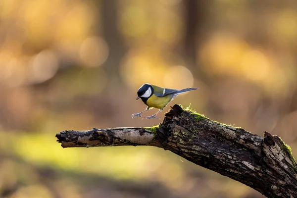 Coal Tit Song Bird Little Forest Next Mnchbruch Pond Looking — Stockfoto