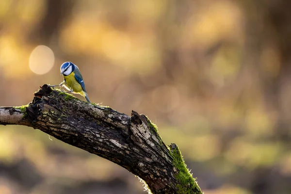 Blue Tit Feeding Place Mnchbruch Pond Natural Reserve Hesse Germany — Fotografia de Stock