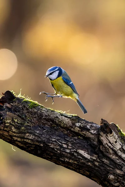 Blue Tit Feeding Place Mnchbruch Pond Natural Reserve Hesse Germany — Foto de Stock