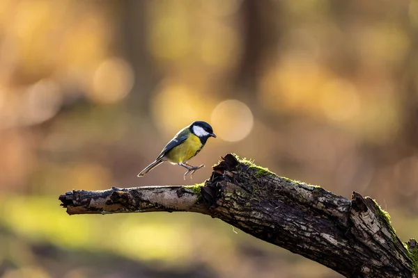 Coal Tit Song Bird Little Forest Next Mnchbruch Pond Looking — стоковое фото