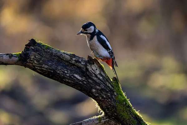 Great Spotted Woodpecker Little Forest Mnchbruch Pond Looking Food Branch — ストック写真