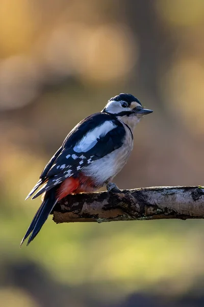 Great Spotted Woodpecker Little Forest Mnchbruch Pond Looking Food Branch — ストック写真