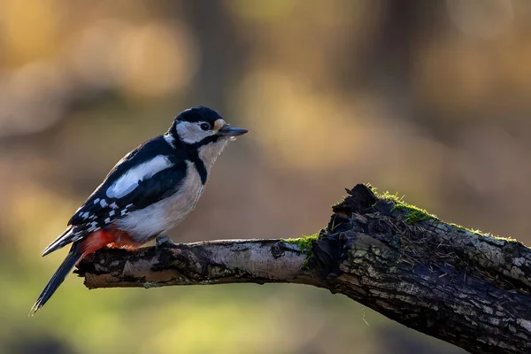Great Spotted Woodpecker Little Forest Mnchbruch Pond Looking Food Branch — Stockfoto