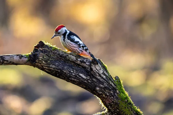 Ein Mittelspecht Einem Kleinen Wald Mnchbruch Teich Auf Der Suche — Stockfoto