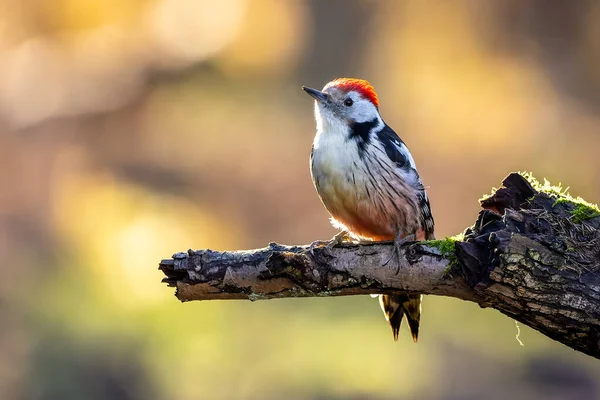 Pájaro Carpintero Punto Medio Pequeño Bosque Estanque Mnchbruch Buscando Comida —  Fotos de Stock