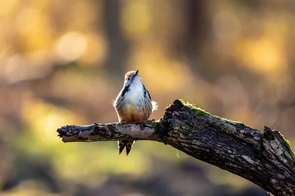 Pájaro Carpintero Punto Medio Pequeño Bosque Estanque Mnchbruch Buscando Comida — Foto de Stock