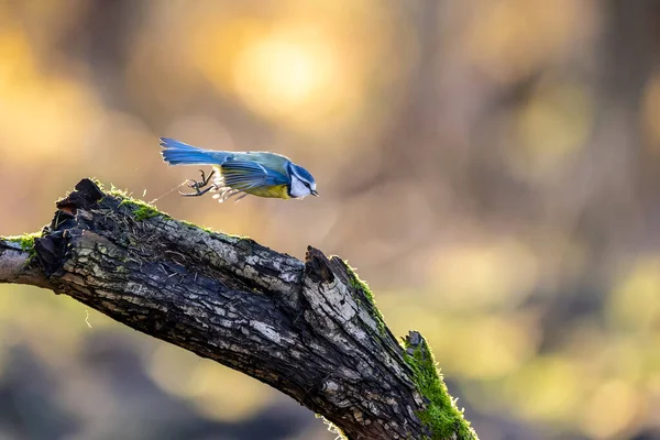 Blaumeisen Einer Futterstelle Mühlbruchweiher Einem Naturschutzgebiet Hessen Nahrungssuche Winter — Stockfoto