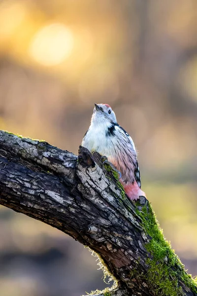 Middle Spotted Woodpecker Little Forest Mnchbruch Pond Looking Food Branch — Fotografia de Stock
