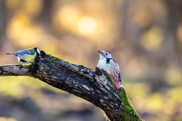 Middle Spotted Woodpecker Little Forest Mnchbruch Pond Looking Food Branch — Fotografia de Stock